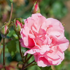 Roz mediu - trandafir pentru straturi Grandiflora - Floribunda